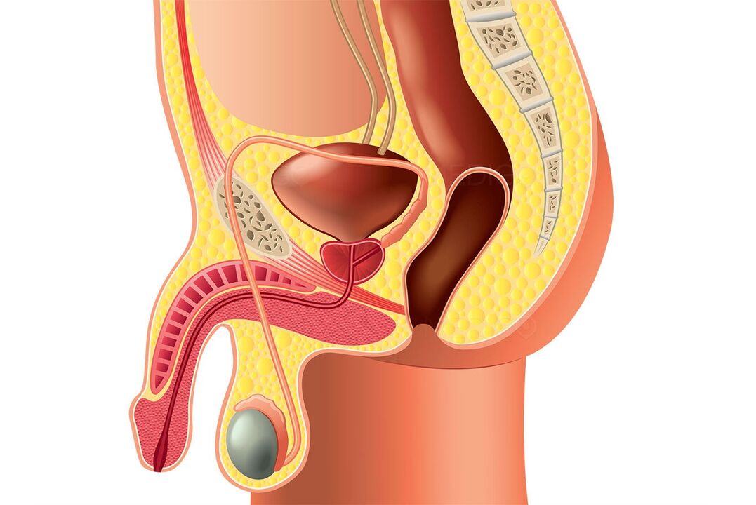 structure of the male reproductive system and penis enlargement